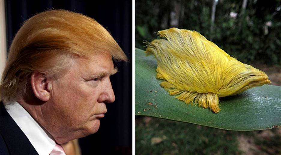 Donald Trump Hair